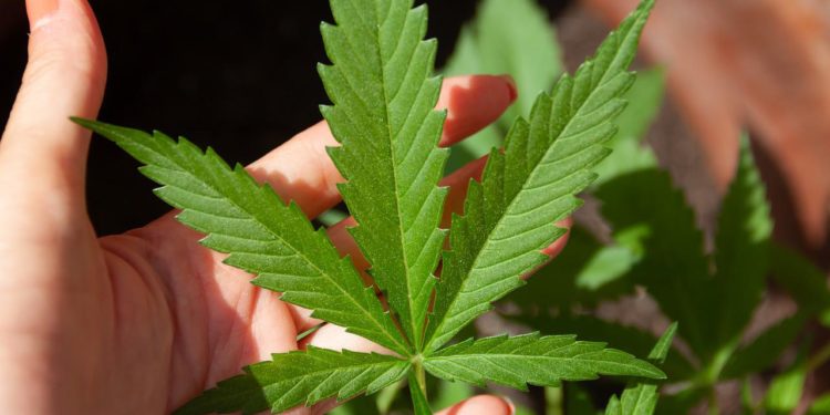 Warum CBD- und Hanfprodukte in Deutschland im Trend liegen